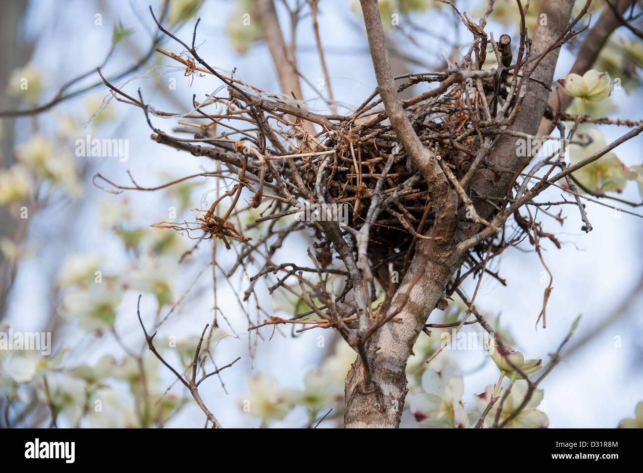 Vogelnest in Hartriegel Baum, Dillard, Georgia, Rabun County, USA. Stockfoto