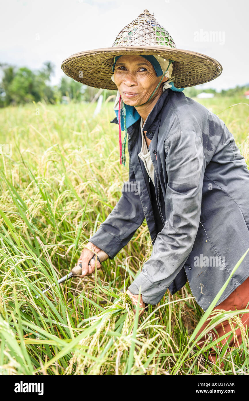 Frau Reis, Panay Island, Philippinen, Asien Ernte. Stockfoto