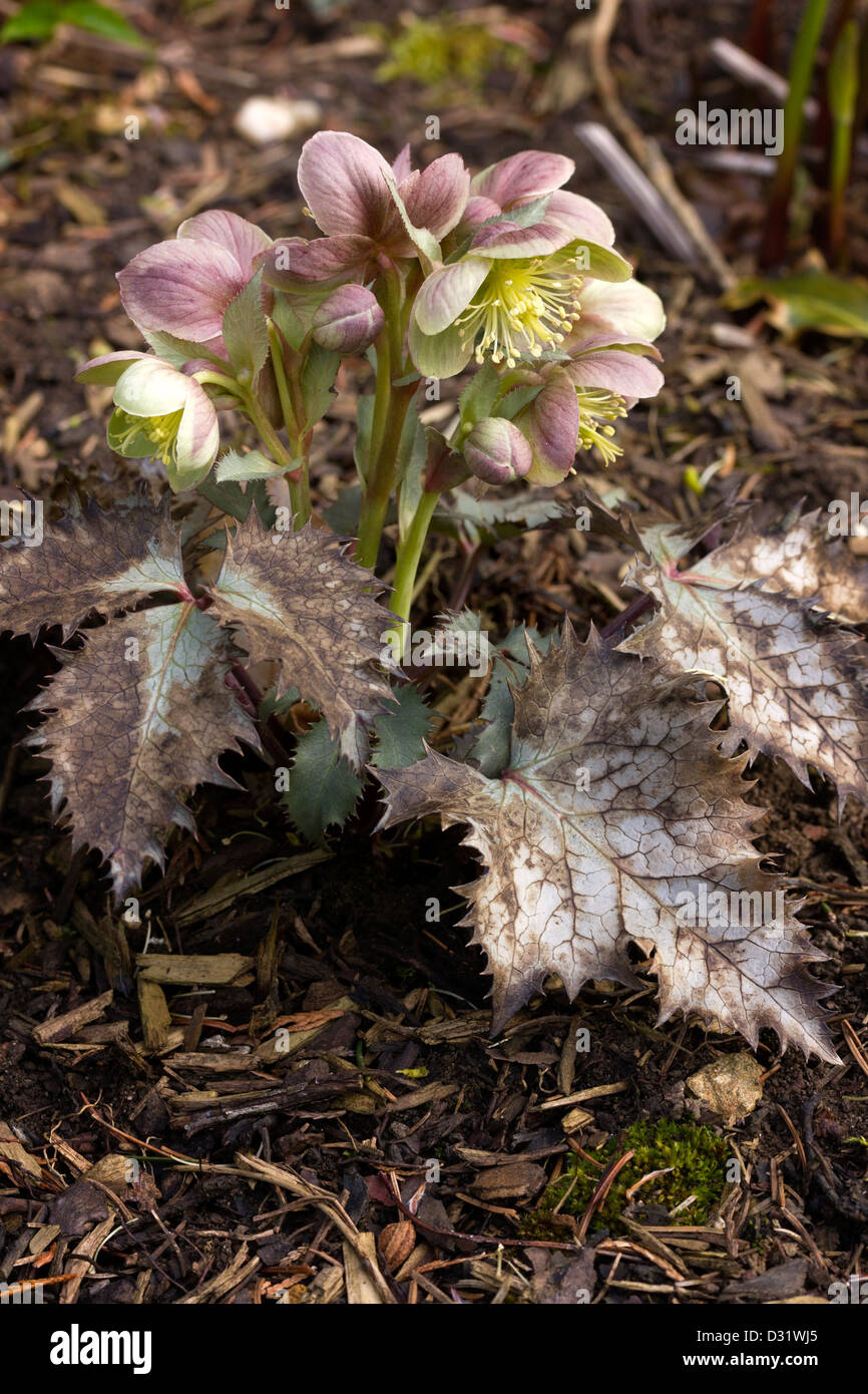 Blühenden Helleborus Silberdollar Nieswurz Pflanze, Leicestershire, England, UK Stockfoto