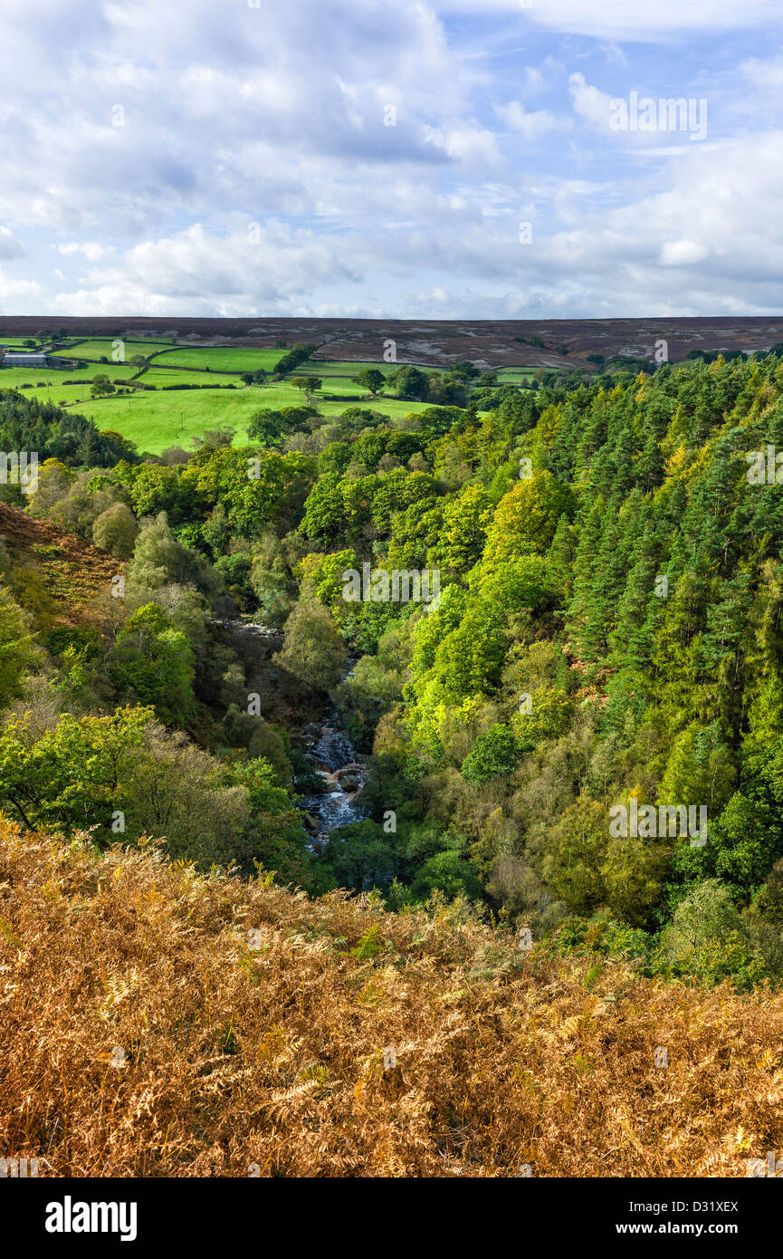 Ansicht des North York Moors National Park in der Nähe von West-Beck im Dorf Goathland, North Yorkshire, UK. Stockfoto