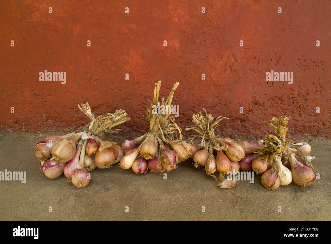 Frisch gepflückten Zwiebeln vom Bauernhof Stockfoto