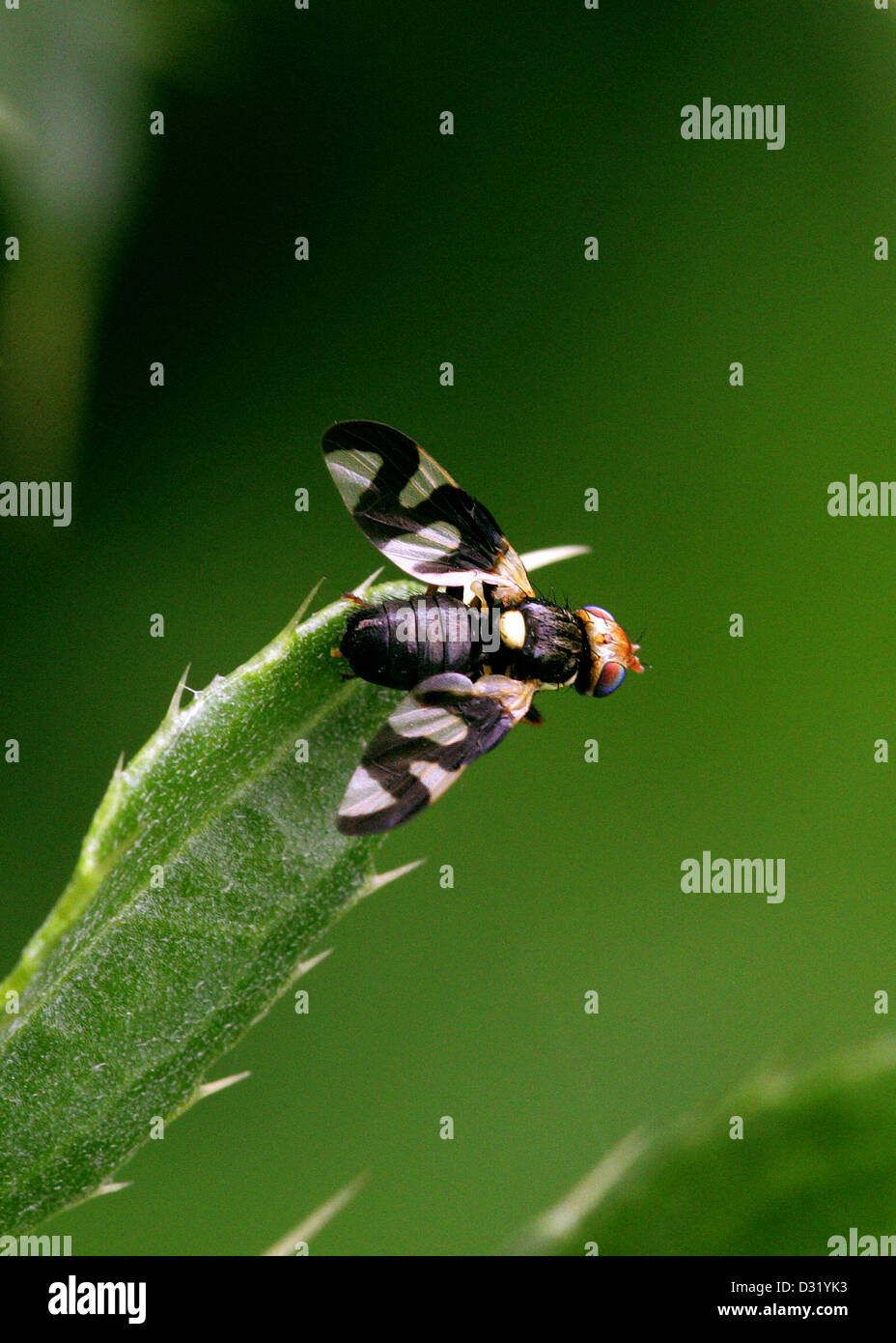 Kanada Distel Gall fliegen, Urophora Cardui, Morgan, Diptera. VEREINIGTES KÖNIGREICH. Stockfoto