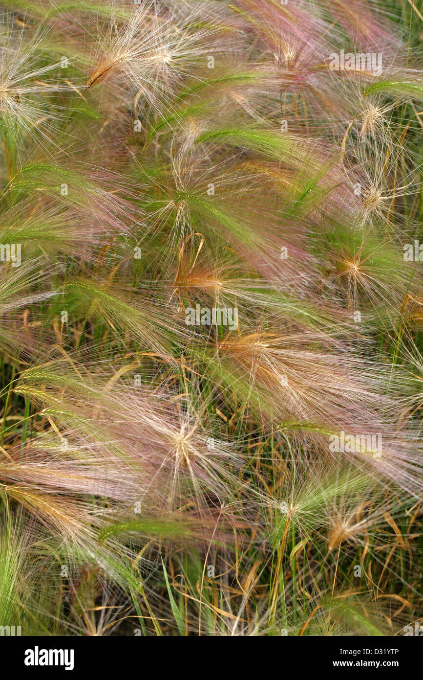 Fuchsschwanz Gerste, Hordeum Jubatum, Poaceae. Nord-Amerika. Auch bekannt als Eichhörnchen-Tail, Eichhörnchen-Tail Gerste, Eichhörnchen-Tail Grass. Stockfoto
