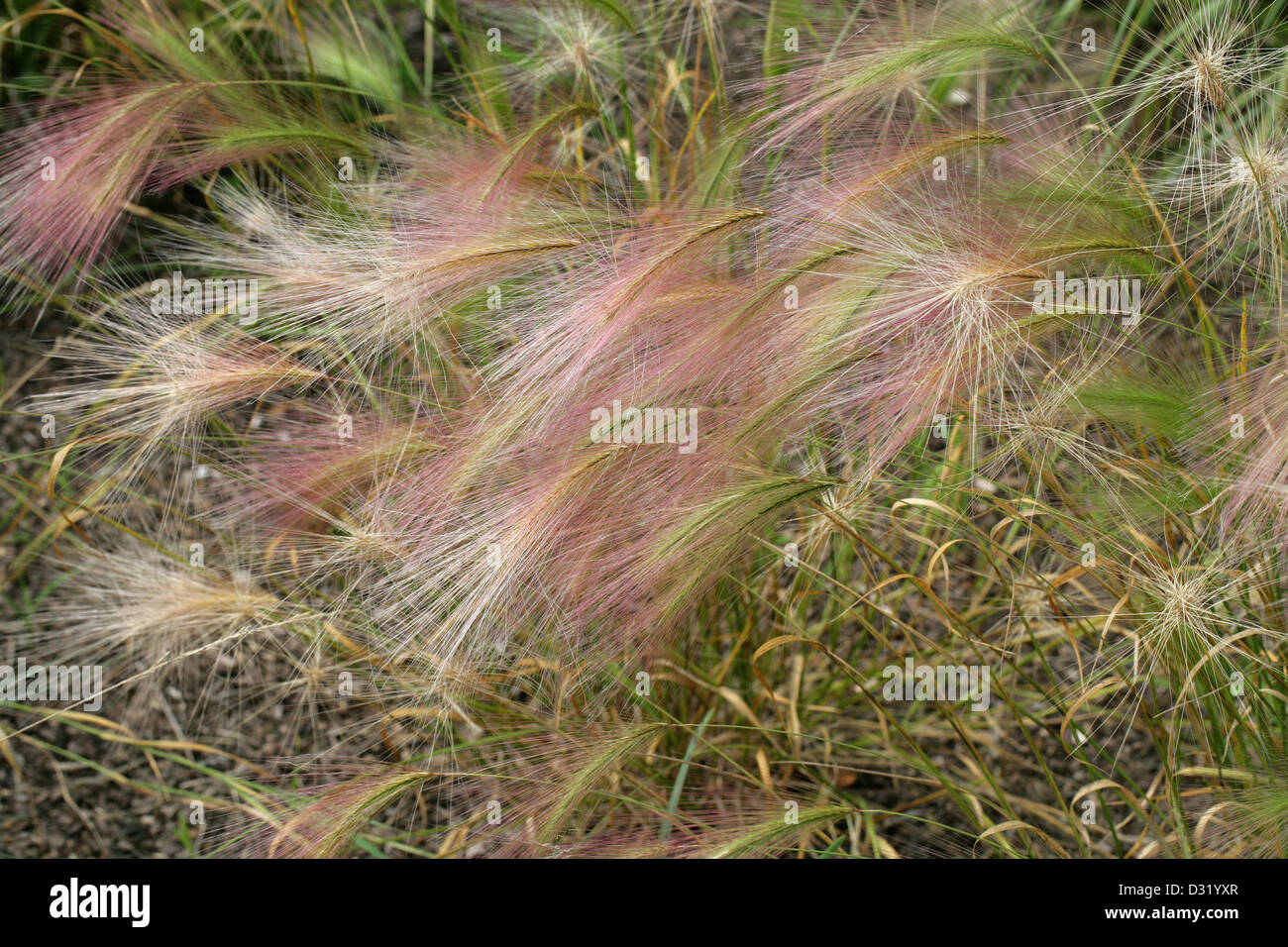 Fuchsschwanz Gerste, Hordeum Jubatum, Poaceae. Nord-Amerika. Auch bekannt als Eichhörnchen-Tail, Eichhörnchen-Tail Gerste, Eichhörnchen-Tail Grass. Stockfoto