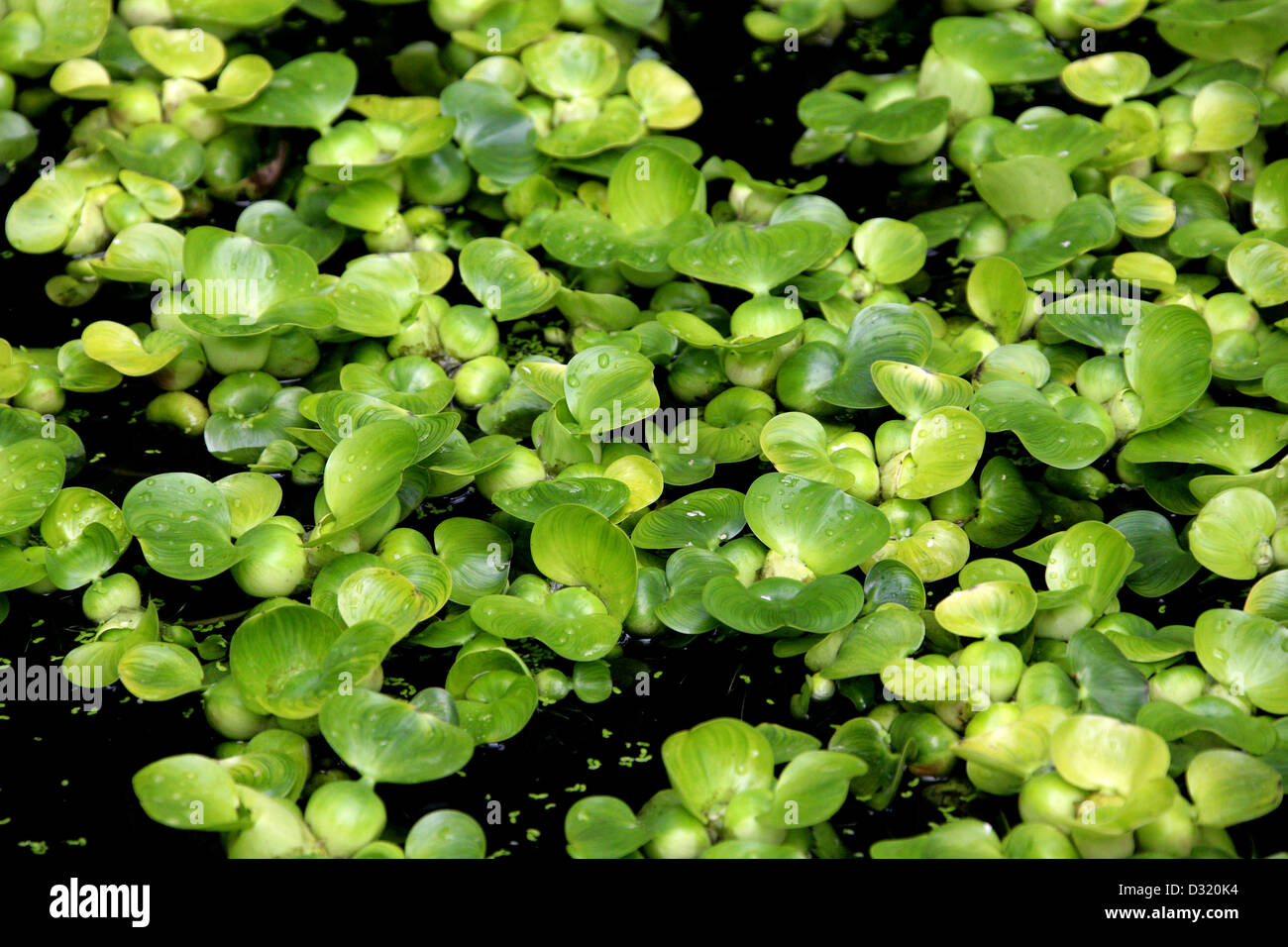 Wasserhyazinthe, Eichhornia Crassipes, Pontederiaceae. Süd-Amerika. Junge Pflanzen. Stockfoto