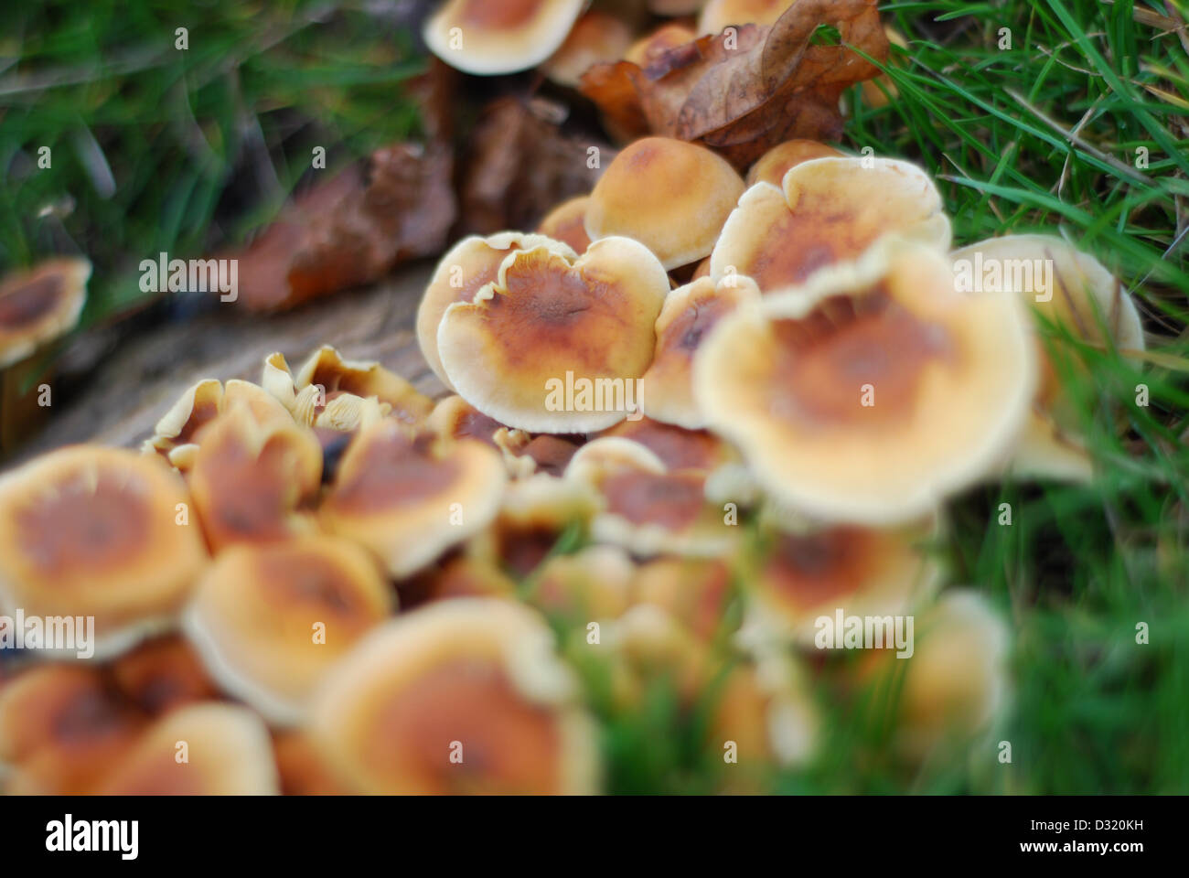 Schließen Sie herauf künstlerischen Bild aus einem Cluster von kleine Pilze und Pilze rund um einen Schnitt Baumstumpf auf Rasen mit geringen Schärfentiefe Stockfoto