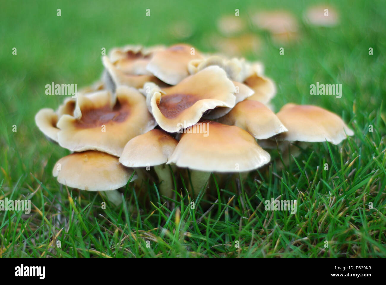 Schließen Sie herauf künstlerischen Bild aus einem Cluster von kleine Pilze und Pilze rund um einen Schnitt Baumstumpf auf Rasen mit geringen Schärfentiefe Stockfoto
