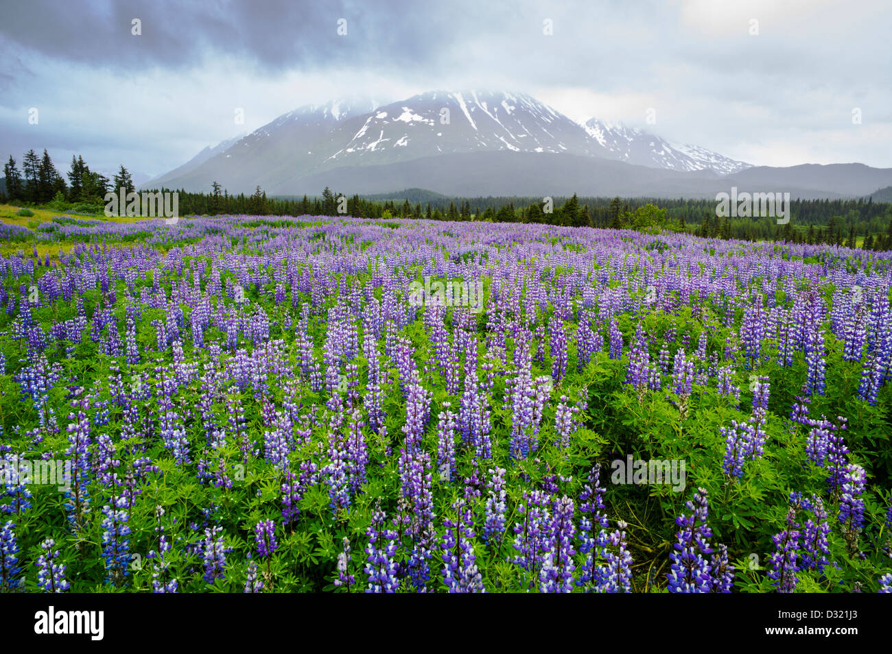 Arctic Lupine, Lupinus arcticus, lila Blüten in Blüte, Kenai Halbinsel, Chugach Nat'l Forest, Alaska, Sheep Mountain Beyond. Stockfoto