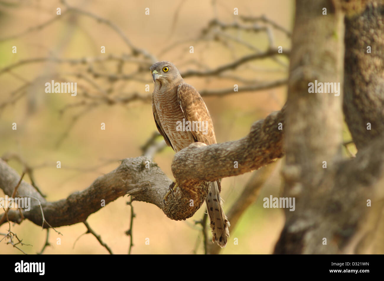 Shikra, Accipiter Badius ist ein kleiner Raubvogel in der Familie Accipitridae fand in Asien und Afrika weit verbreitet. Stockfoto