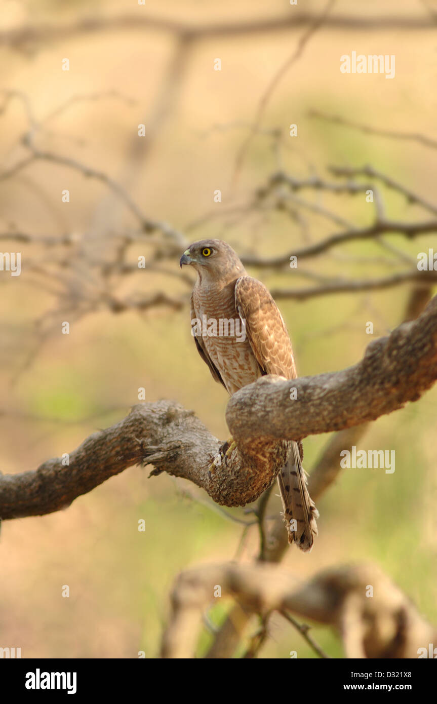 Shikra, Accipiter Badius ist ein kleiner Raubvogel in der Familie Accipitridae fand in Asien und Afrika weit verbreitet. Stockfoto
