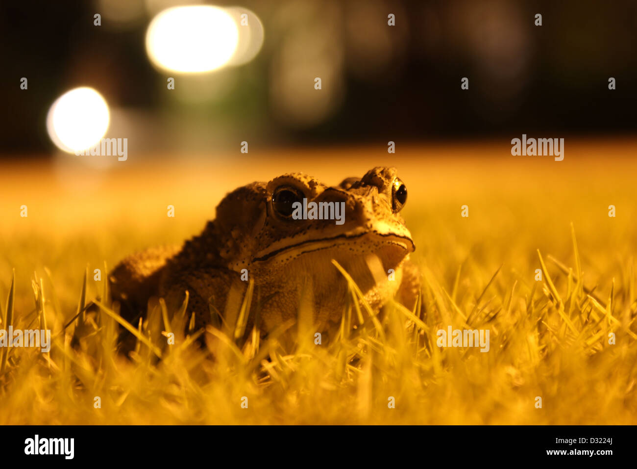Frosch-tierische Wildlife-Nacht Stockfoto