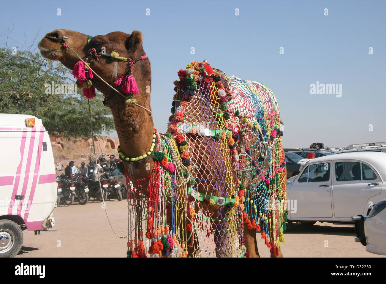 Farbenfrohe Rajasthan Camel, Jodhpur, Rajasthan, Indien Stockfoto