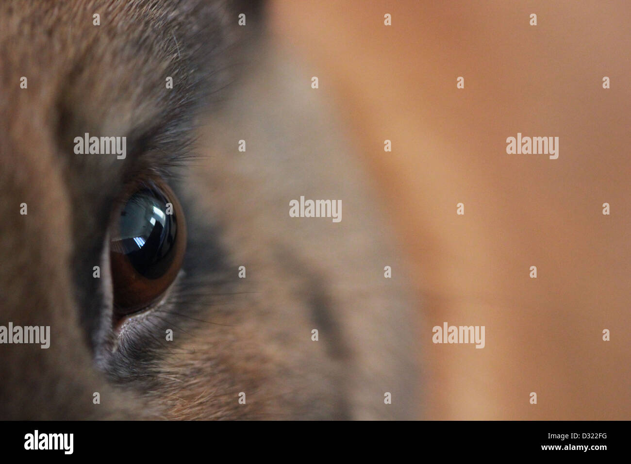 Tierische Wildlife Kaninchenauge Makro Stockfoto