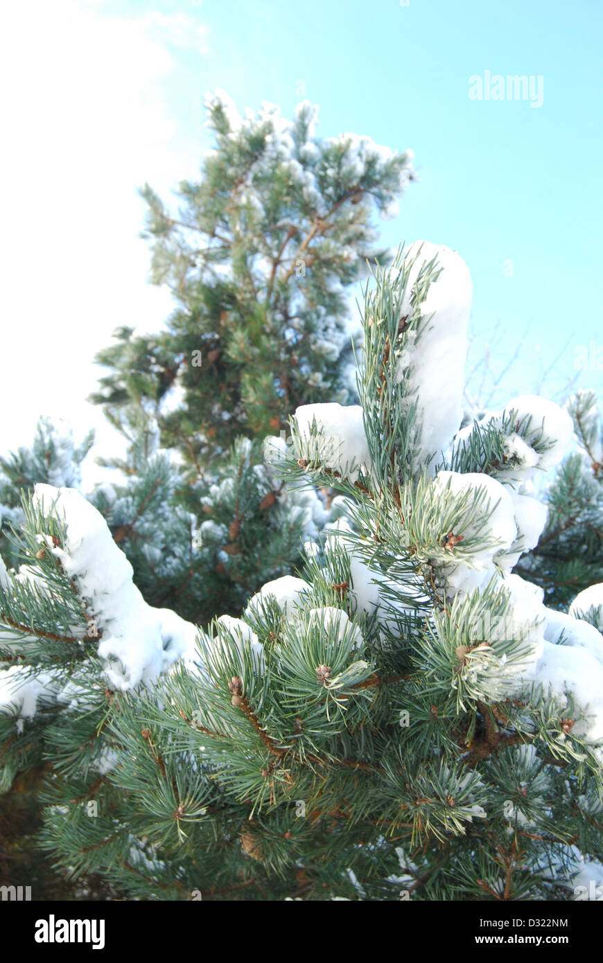 Einen schneebedeckten Baum im Winter vor einem strahlend blauen Himmelshintergrund mit jeder Farn dicht bedeckt mit Frost sehr malerisch Stockfoto