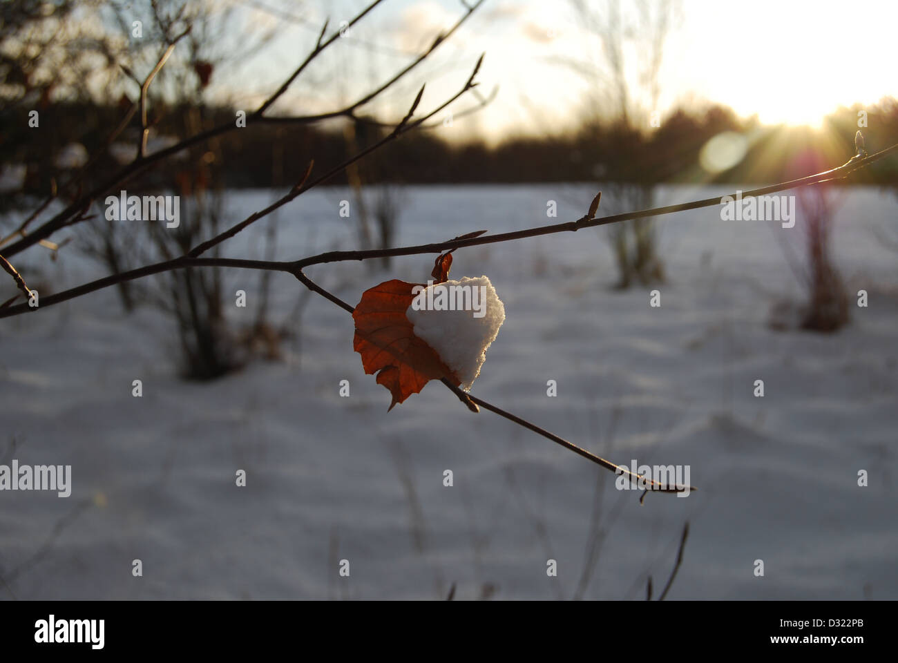 Eine herzförmige rote tot orange Blatt letzten verbliebenen auf Baum im Schnee bei Sonnenuntergang mit Schnee auf halbe Blatt bereit zu fallen Stockfoto