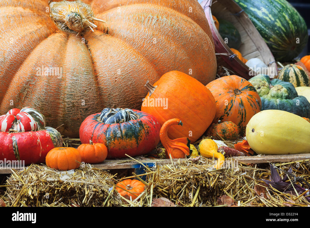 Thanksgiving-Display, Rückgang der Ernte der Kürbisse und Squash. Stockfoto