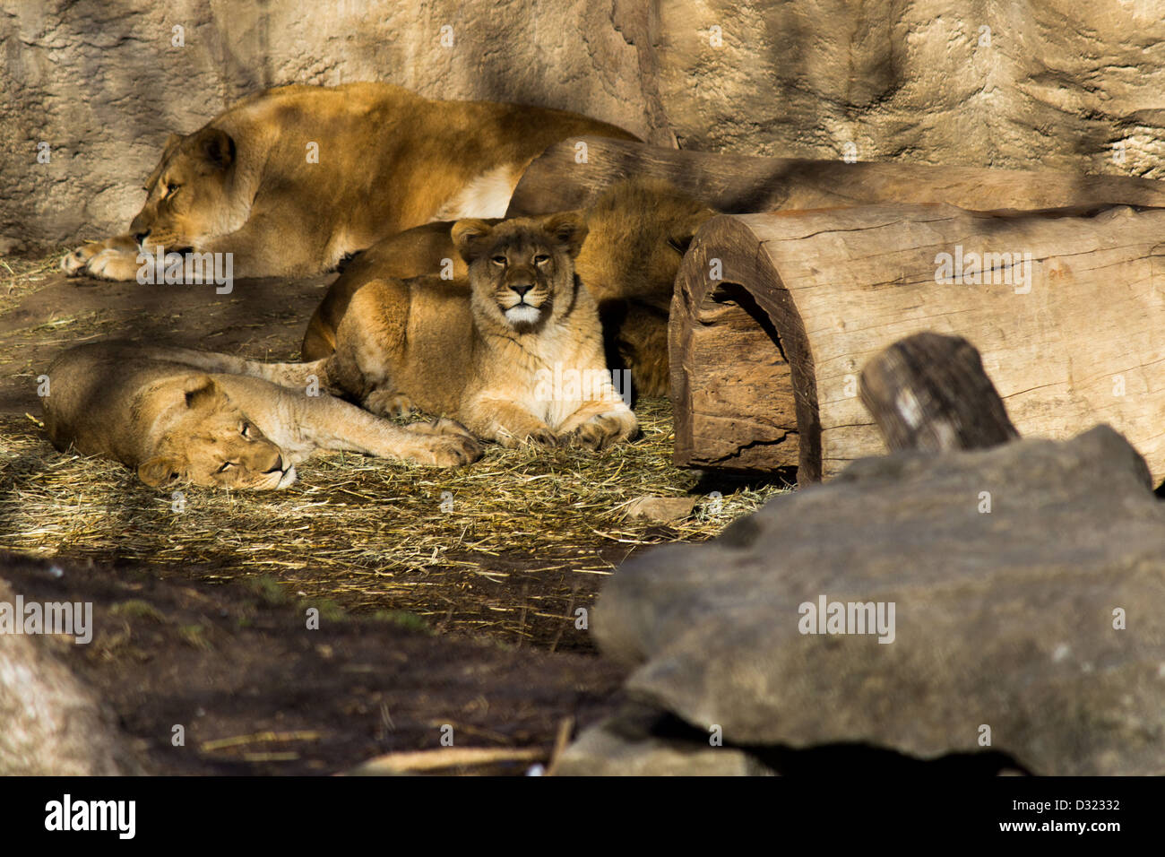 Eine Vielzahl von Löwen schlafen in der Sonne Stockfoto