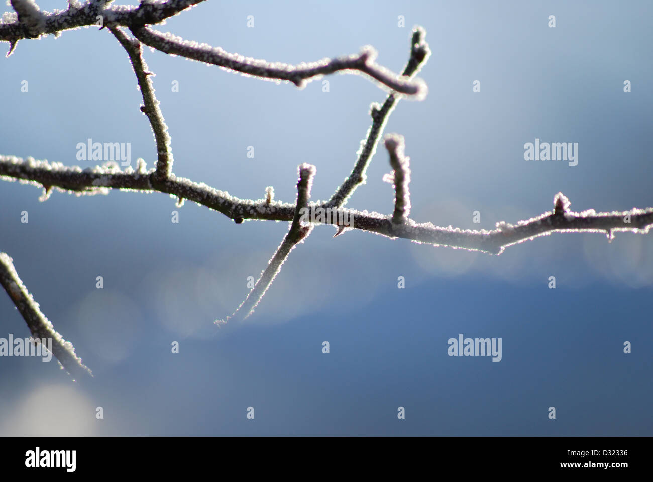 Eine Nahaufnahme von einem Frost bedeckt Zweig mit großem Detail auf einem blauen Hintergrund und Vordergrund erstellen eine geringe Schärfentiefe Stockfoto