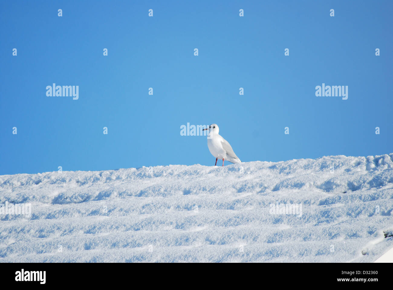 Eine Möwe auf einem Dach bedeckt im Schnee, im Winter mit einem strahlend blauen Himmelshintergrund mit sehr einfachen Zusammensetzung und lebendige Stockfoto