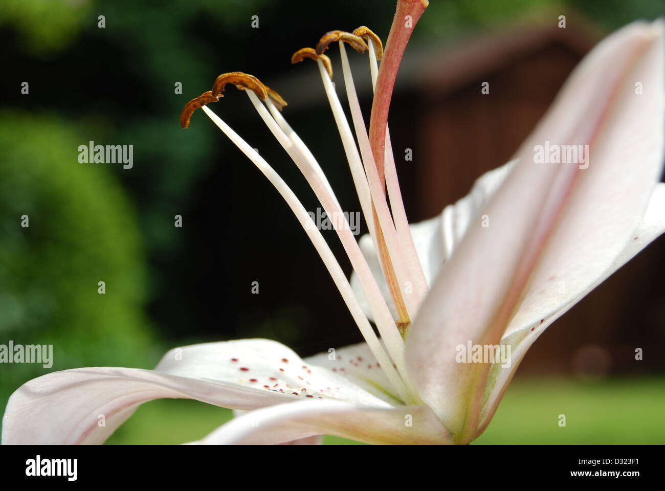 Eine weiße Lilie mit Wassertropfen auf seine Blüten und Samen betrachtet man das Licht im Sommer mit hellen attraktive Farbe Makro Stockfoto