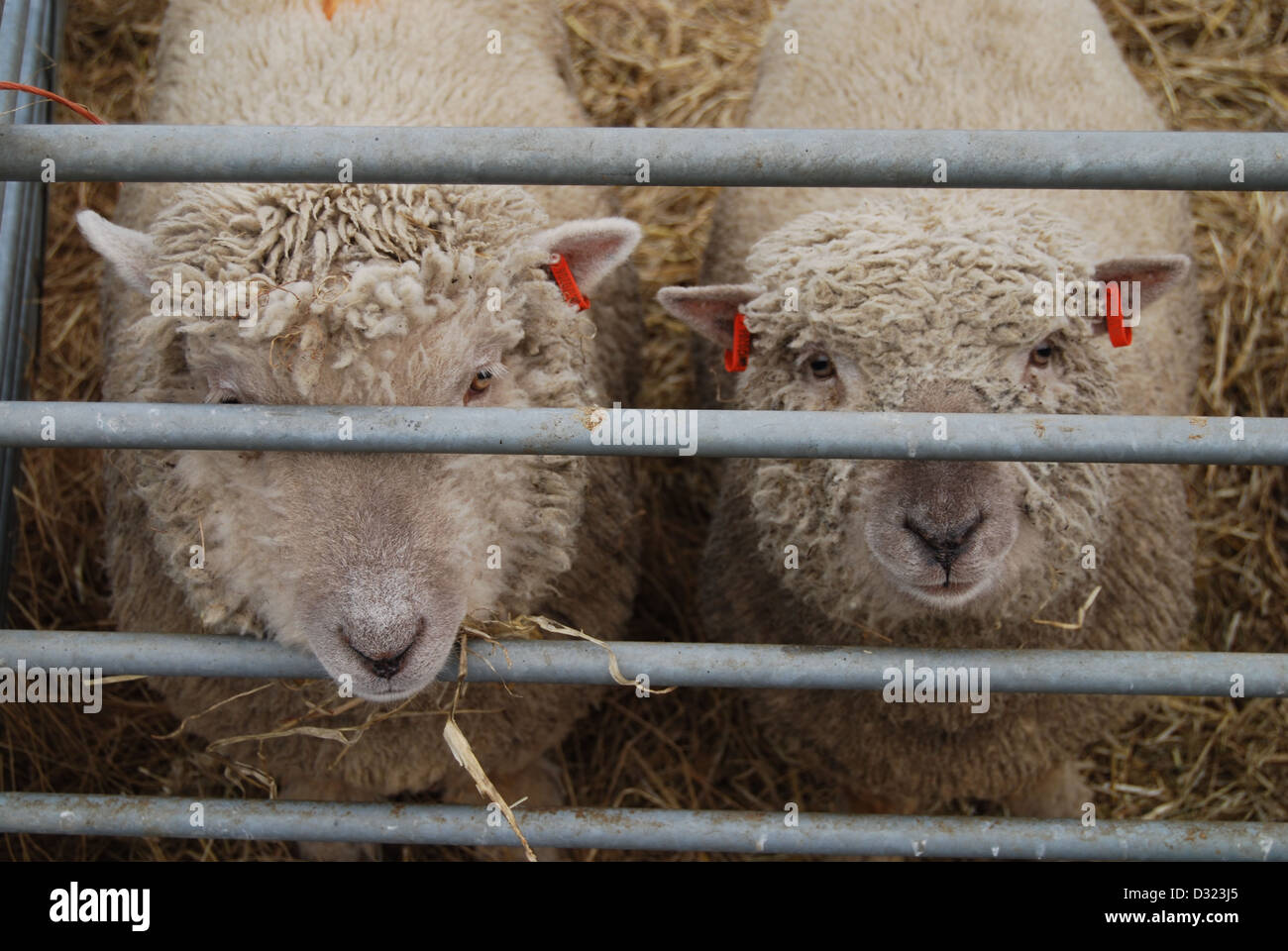 Ein frech neugierig Schaf beißen die Metallschiene des Stiftes an der Kamera in einem Kugelschreiber voller Tiere auf einem Markt Streichelzoo oder Bauernhof Stockfoto