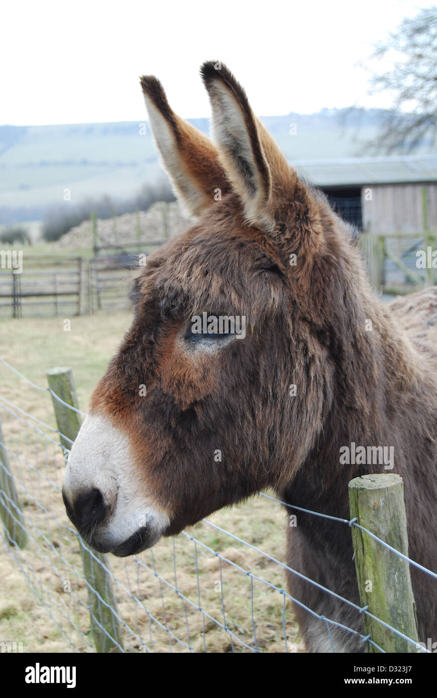 Ein Esel in einem Streichelzoo oder Bauernhof Blick über den Zaun an der Kamera Alarm und Aufmerksamkeit, die in ein Feld offen im freien Stift Stockfoto