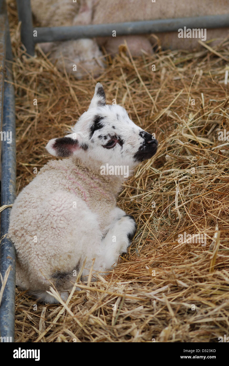 Einem neugeborenen Lamm auf einem Streichelzoo und Bauernhof in einen Stift von frischem Heu oder Stroh, Nahaufnahme von schwarzen und weißen Gesicht Stockfoto