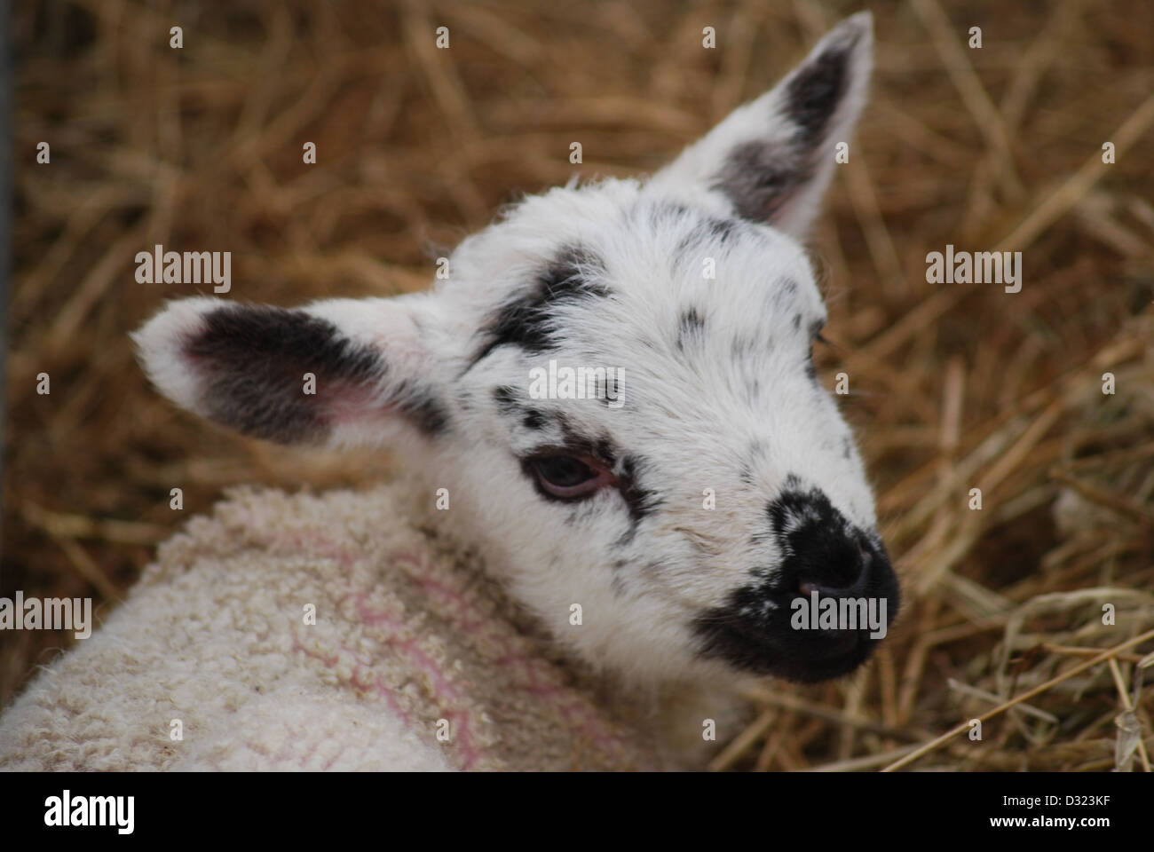 Ein Kopfschuss von einem neugeborenen Lamm auf einem Streichelzoo und Bauernhof in einen Stift von frischem Heu oder Stroh, Nahaufnahme von schwarzen und weißen Gesicht Stockfoto