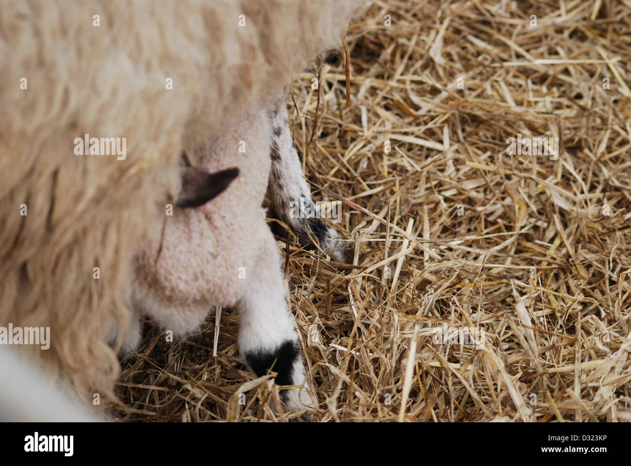 Eine neue geboren Lamm Spanferkel und Fütterung von seiner Mutter in einem Kugelschreiber voller Heu während Ostern und Brutzeit auf einen Streichelzoo Stockfoto