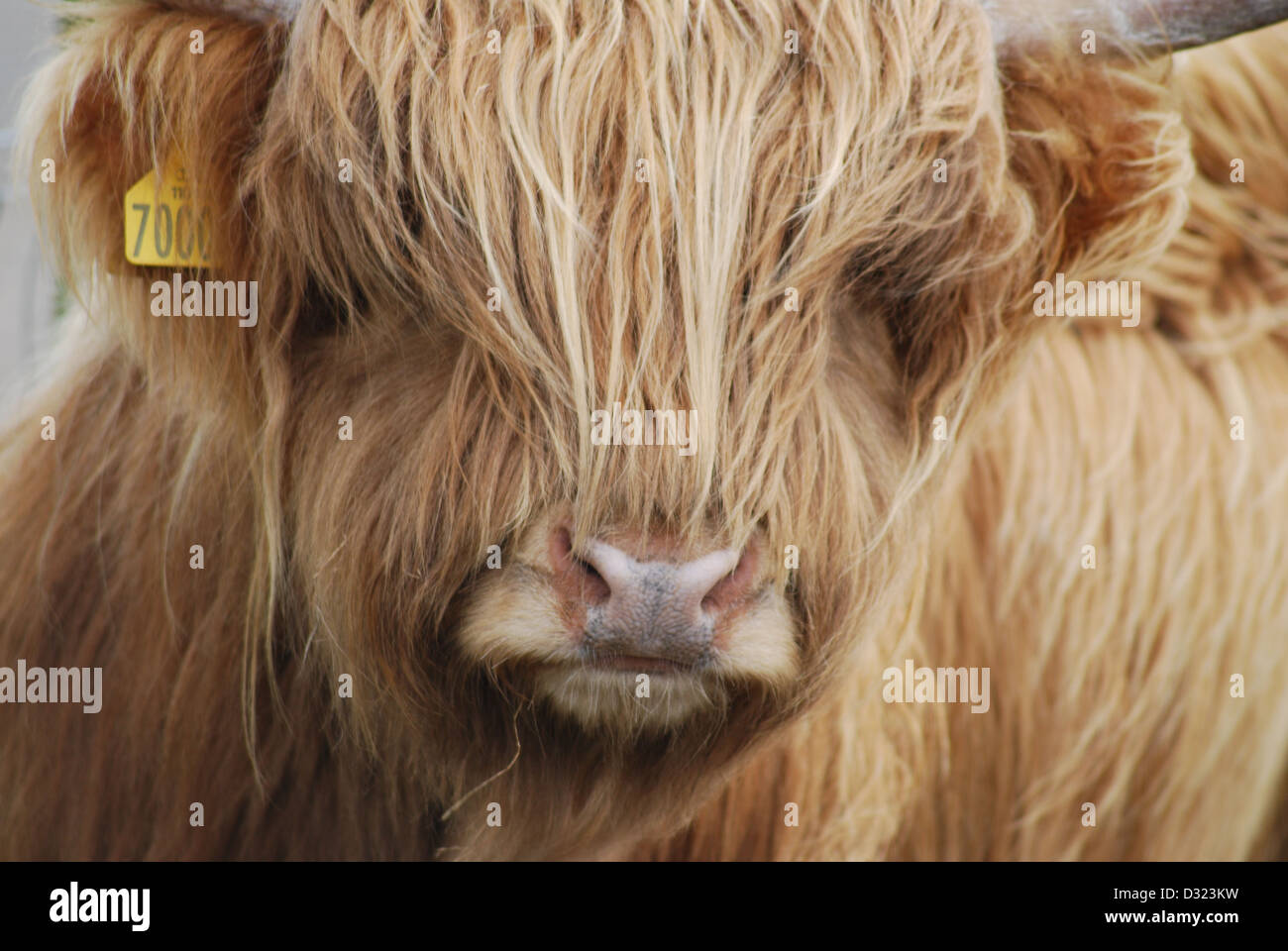 Eine Highland Kuh mit orange und Ingwer Langhaar Fell in einem Streichelzoo oder Bauernhof mit Hörnern Nahaufnahme von ihr Gesicht und tagged Ohr Stockfoto