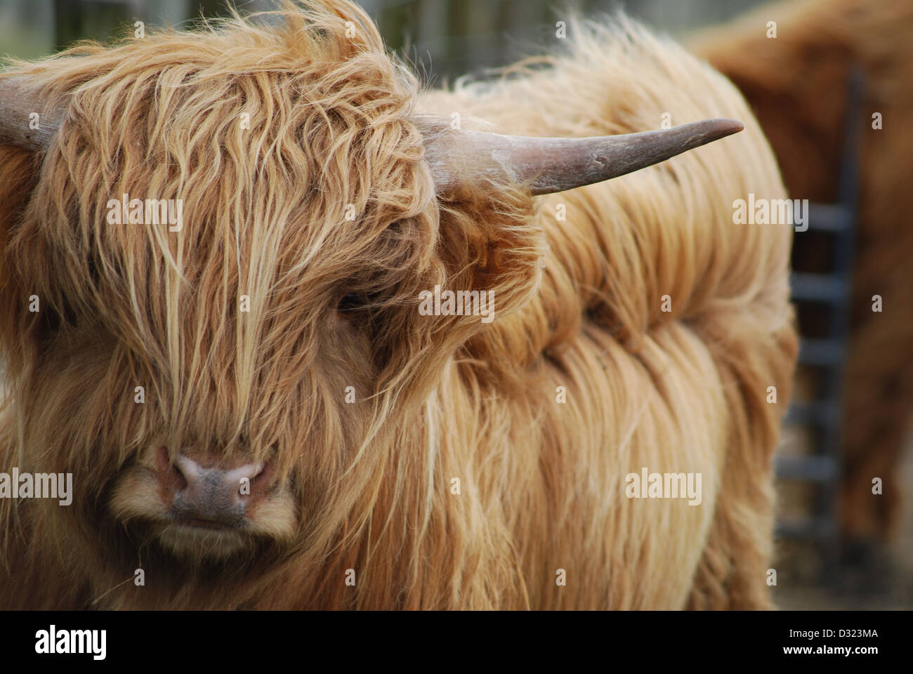 Nahaufnahme einer Highland Kuh mit orange und Ingwer Langhaar Fell in einem Streichelzoo oder Bauernhof mit Hörnern und Bokeh Hintergrund unscharf Stockfoto