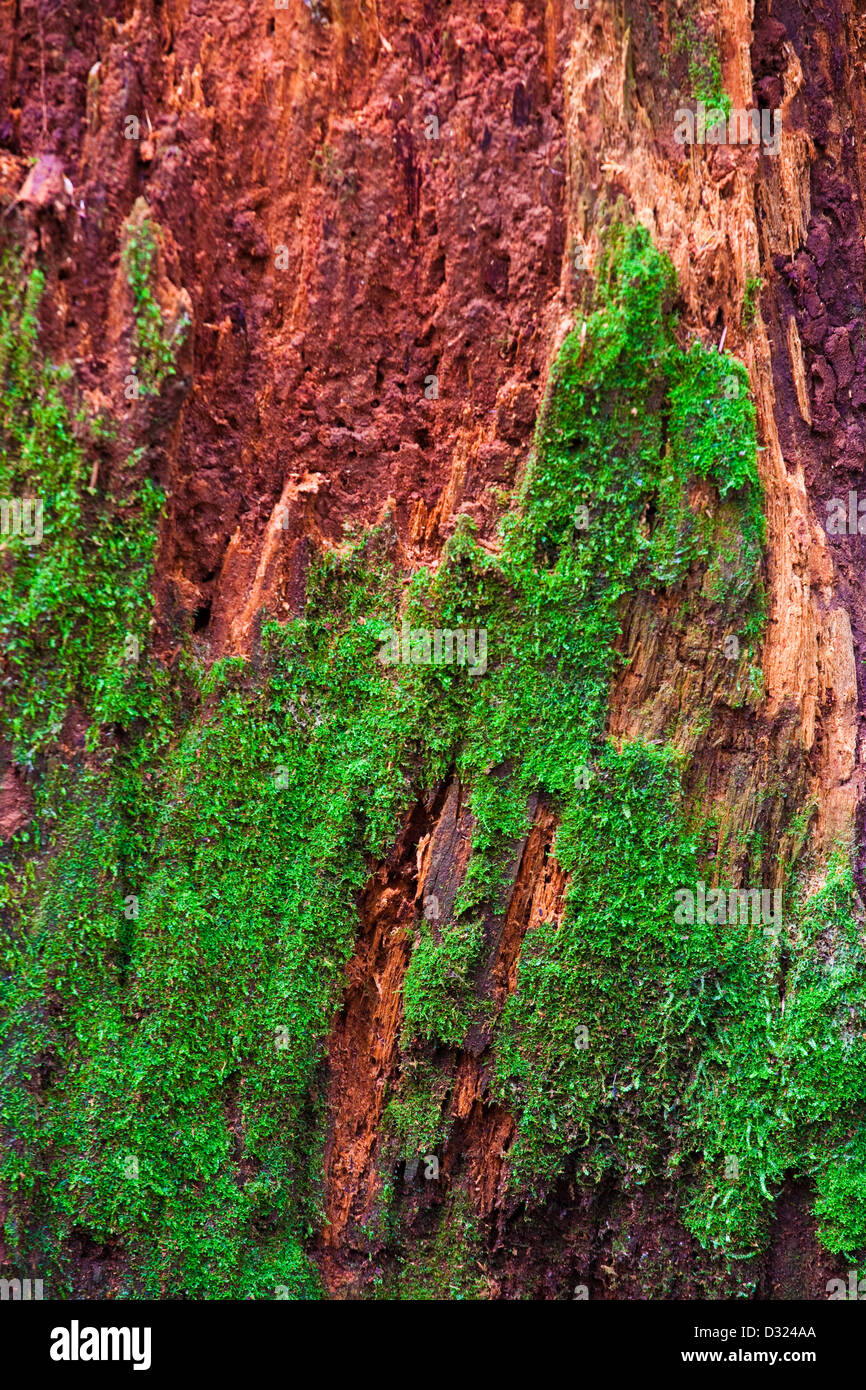 Abstraktes Bild von einem faulenden Baumstumpf in einem gemäßigten Regenwald Stockfoto