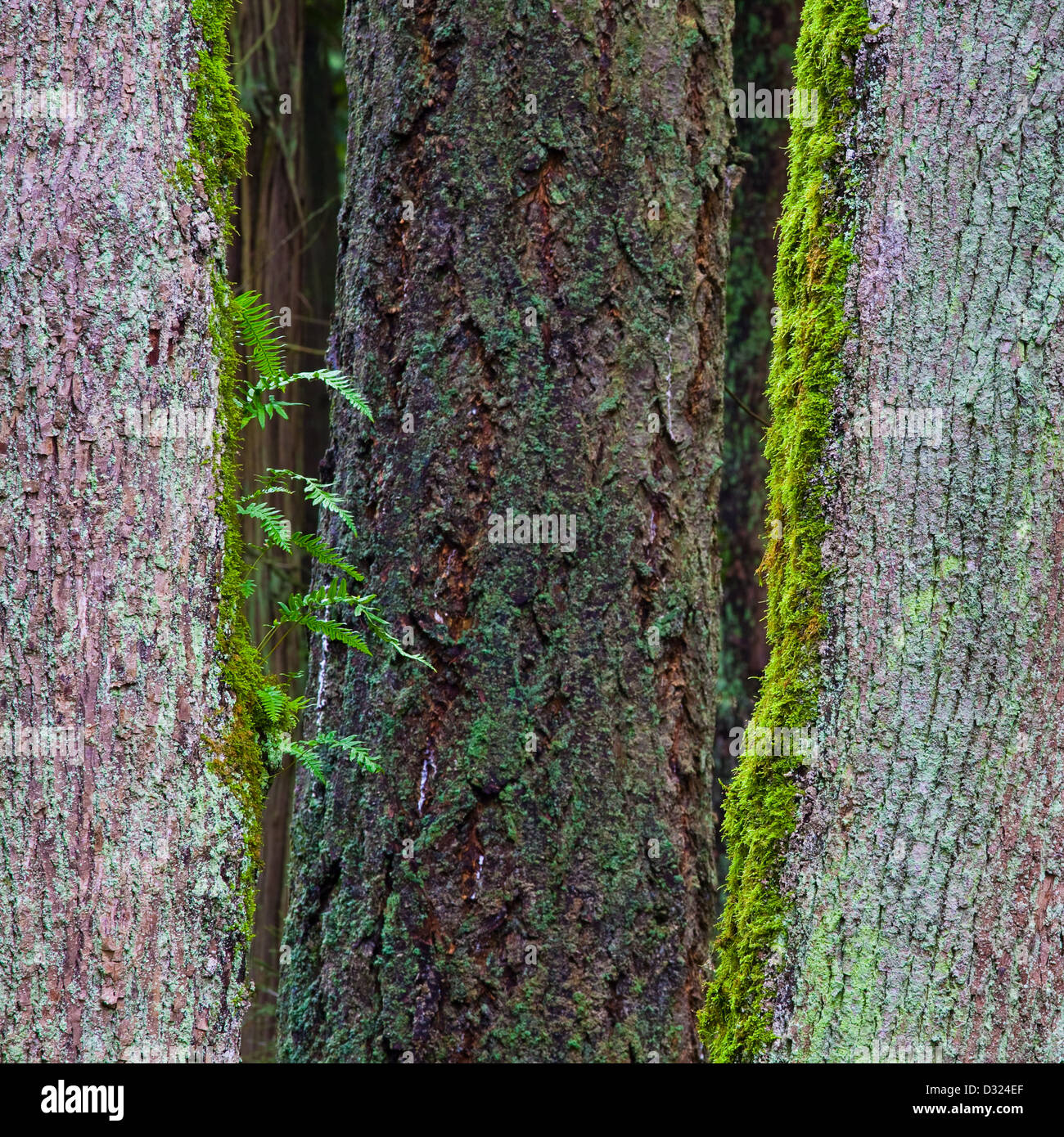 Abstraktes Bild von Maple Tree trunks Stockfoto