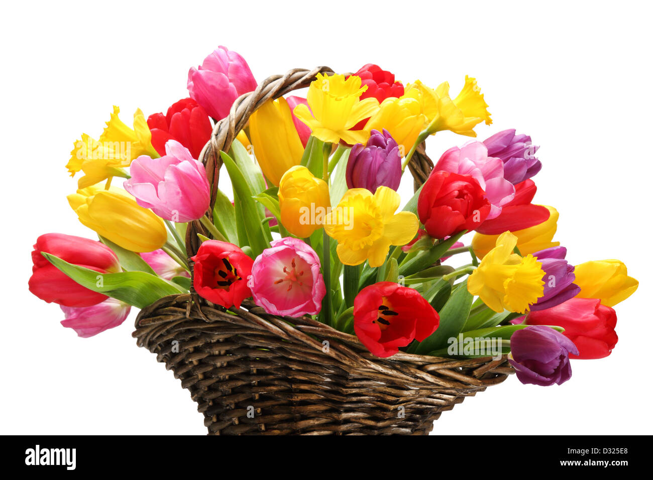 Tulpen und Narzissen in Korb, isoliert auf weißem Hintergrund. Stockfoto