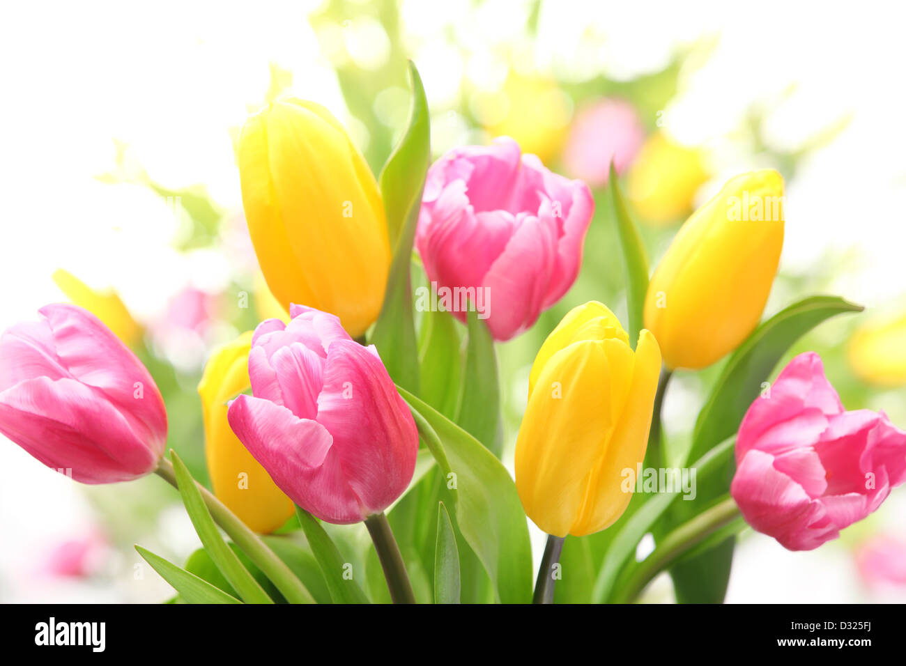 Frische Tulpen auf weißem Hintergrund Stockfoto