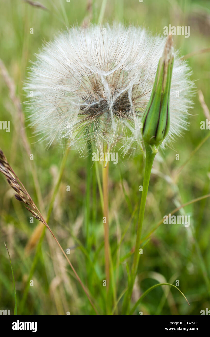 Ziegenbart Samenkopf, Salsify, Tragopogon dubius, Paignton, Torbay. Stockfoto