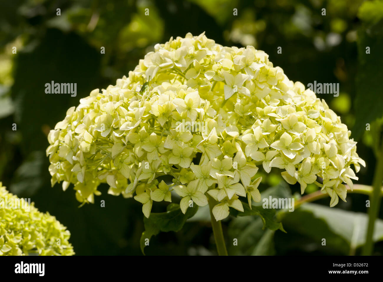 Hortensie, Hydrangea Macrophylla, Hydrangeaceae Stockfoto