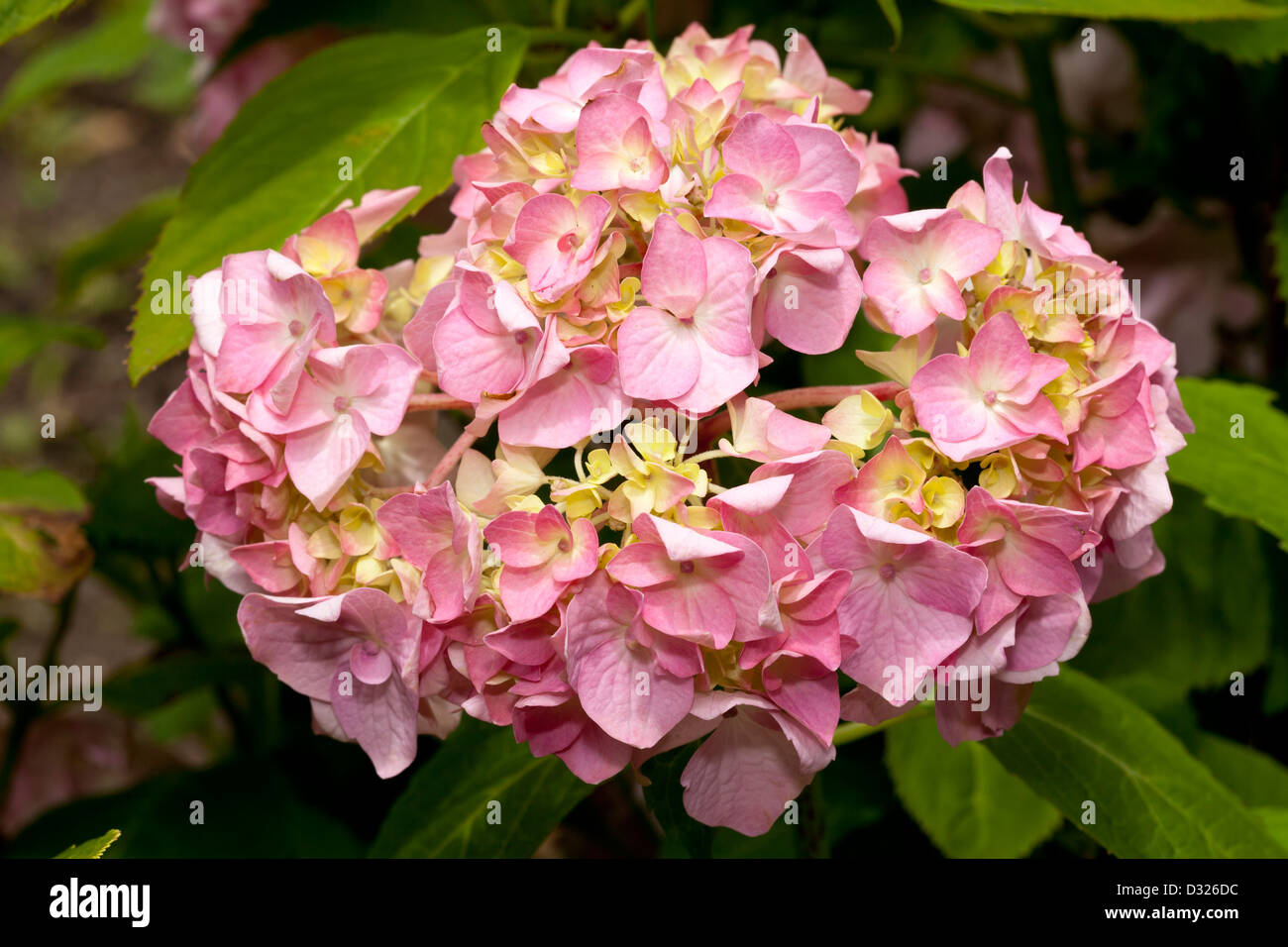 Hortensie Hydrangea Macrophylla, Hydrangeaceae, Stockfoto