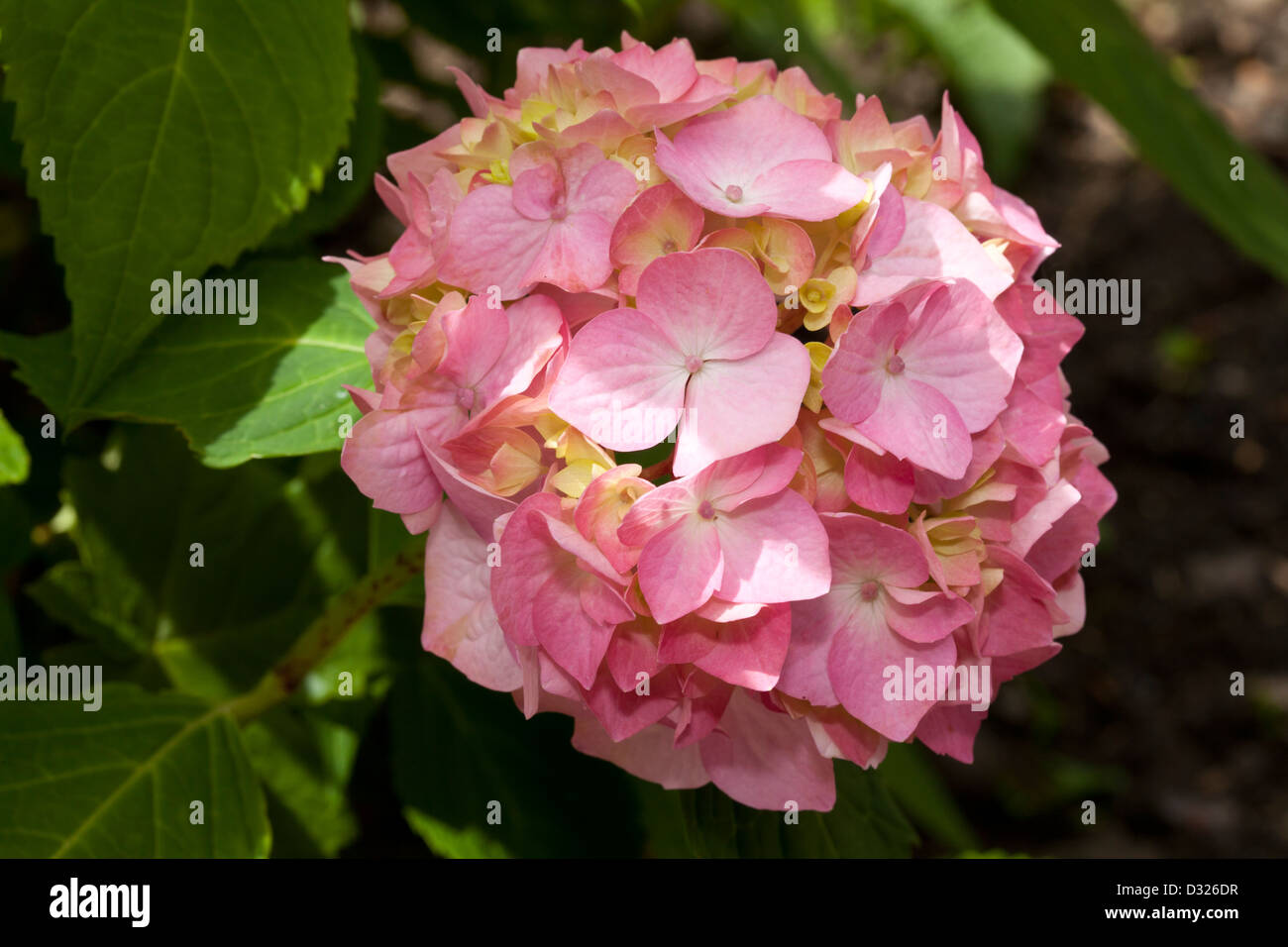 Hortensie, Hydrangea Macrophylla, Hydrangeaceae, Westfalenpark, Dortmund, Ruhrgebiet, Nordrhein-Westfalen, Deutschland Stockfoto