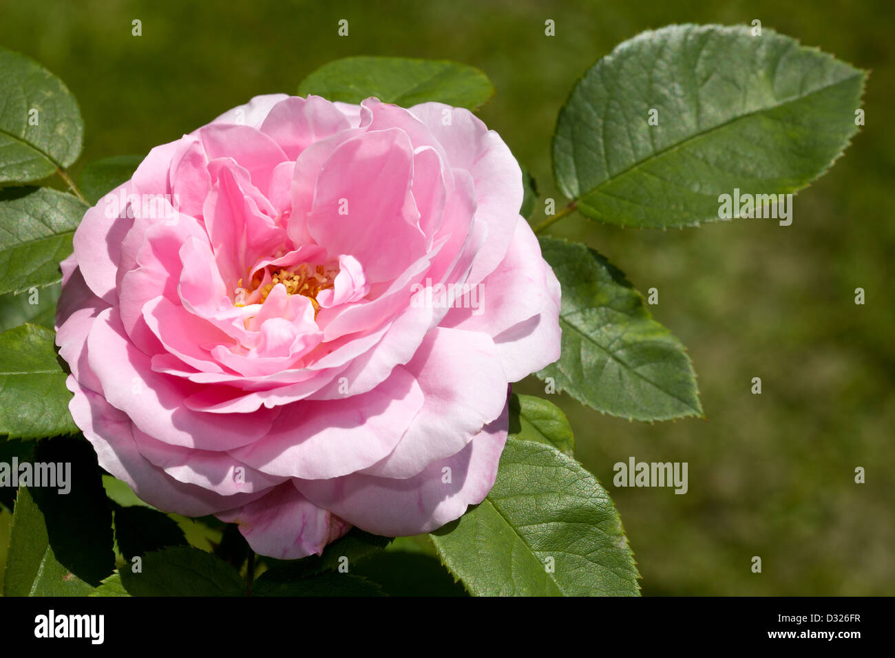 Strauch-Rose, Remontant-Hybride, Barone Nathalie de Rothschild Stockfoto