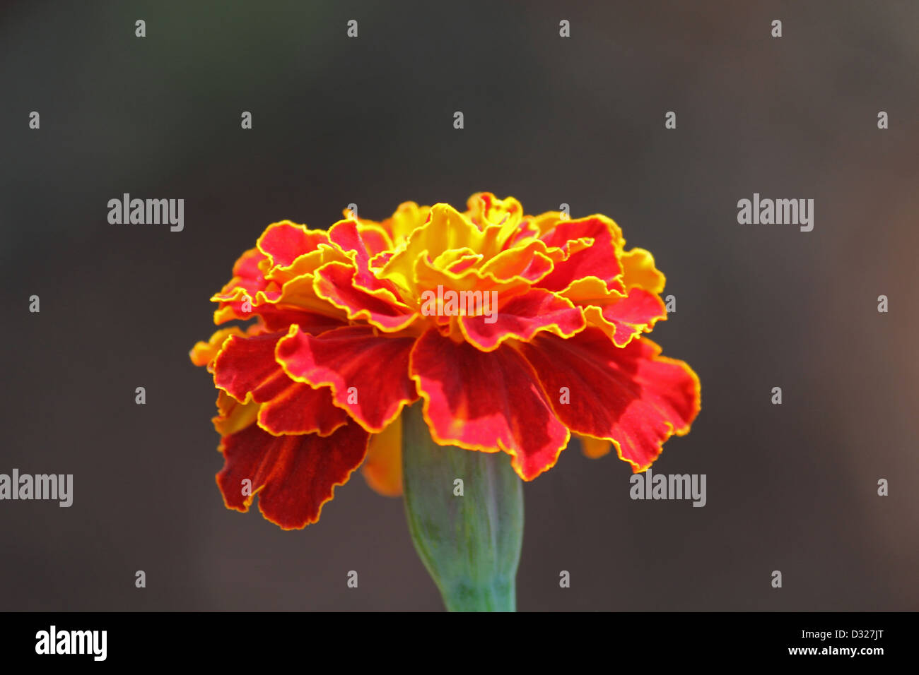 Leuchtend orange Ringelblume oder Ringelblume-Blume. Stockfoto