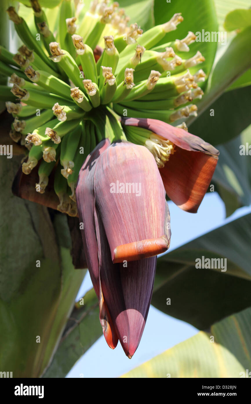 Banane-Bündel und Blume Stockfoto