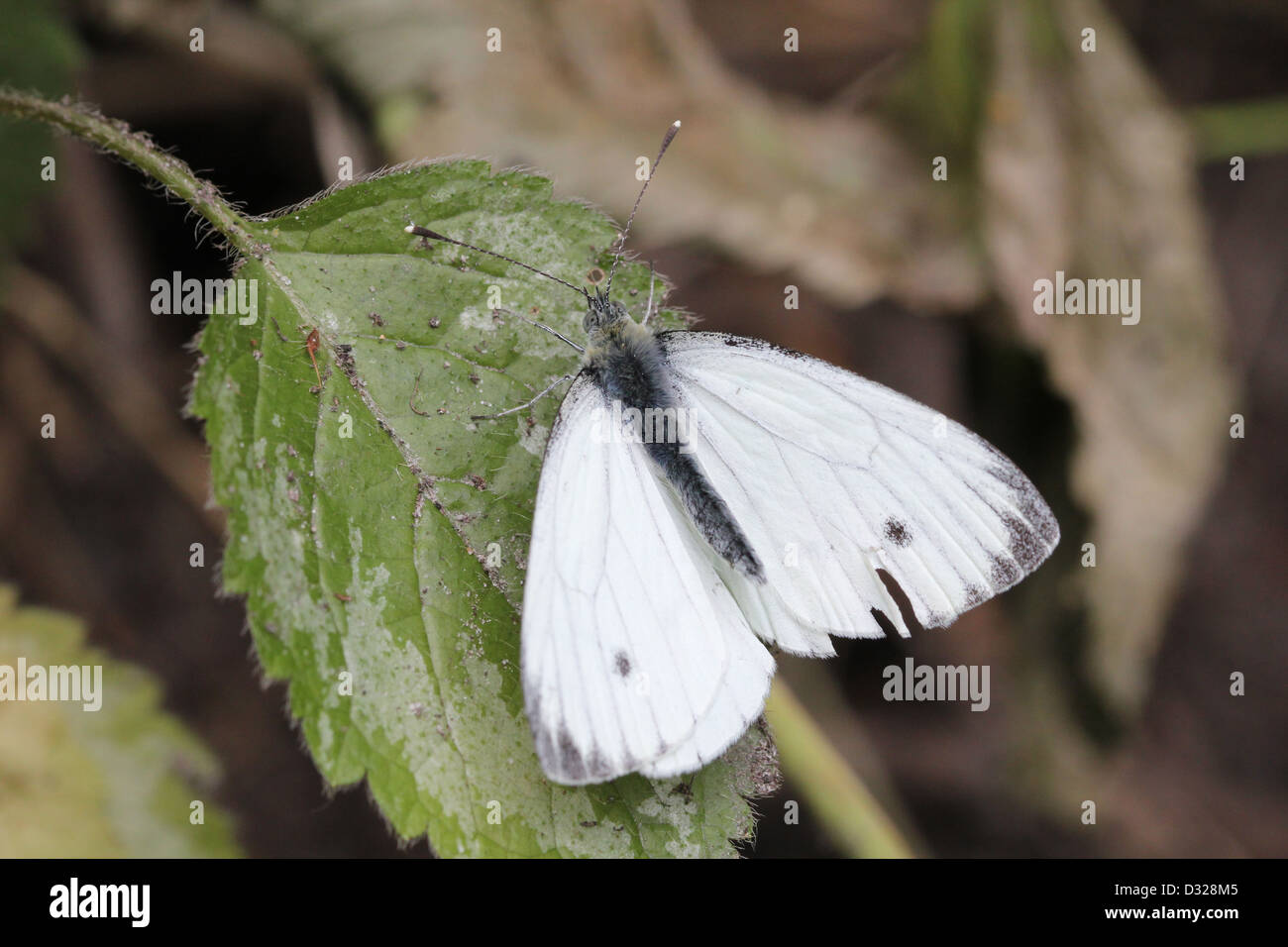 Grün-veined weiß (Pieris Napi) Schmetterling auf Nahrungssuche auf einer Blume Stockfoto