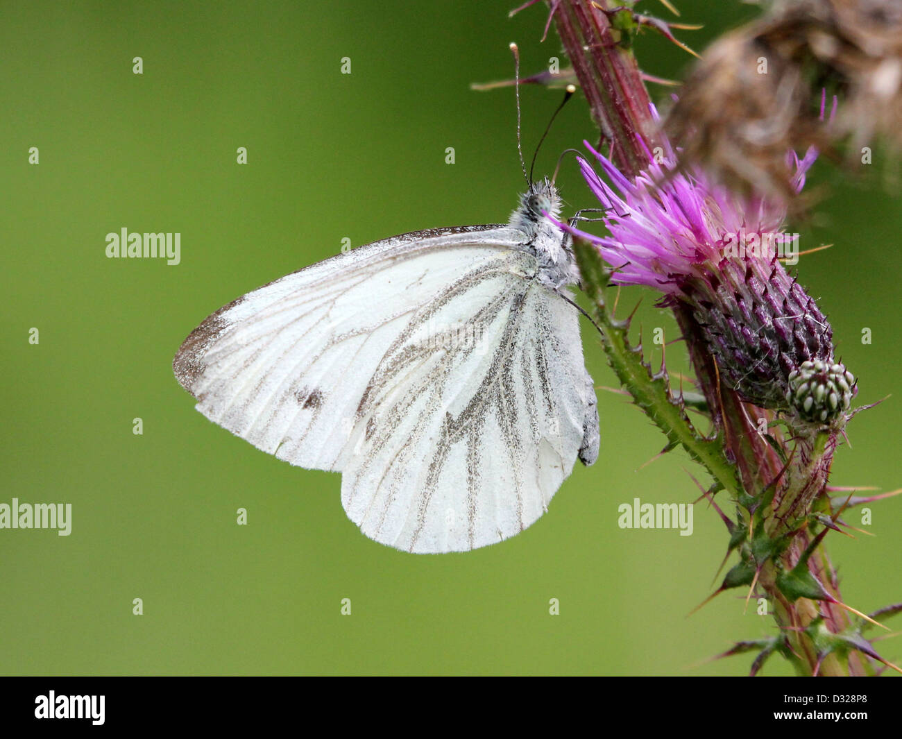 Grün-veined weiß (Pieris Napi) Schmetterling auf Nahrungssuche auf einer Blume Stockfoto