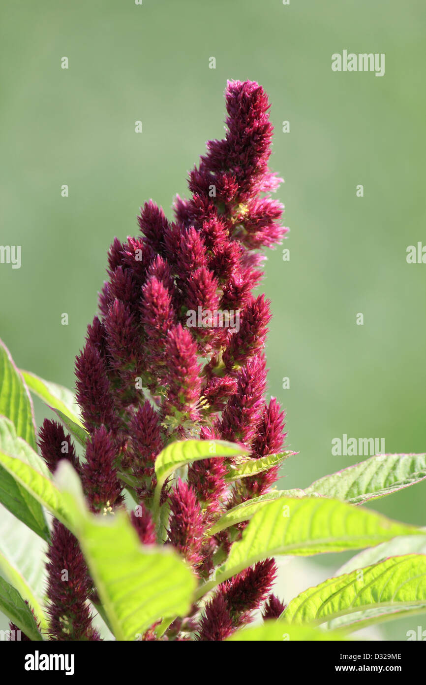 Rajgira oder Amaranth Pflanze Stockfoto