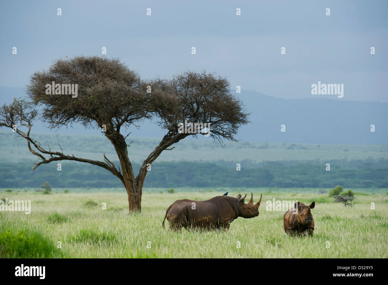 Schwarzes Nashorn mit jungen (Diceros Bicornis), Lewa Wildlife Conservancy, Laikipia Plateau, Kenia Stockfoto