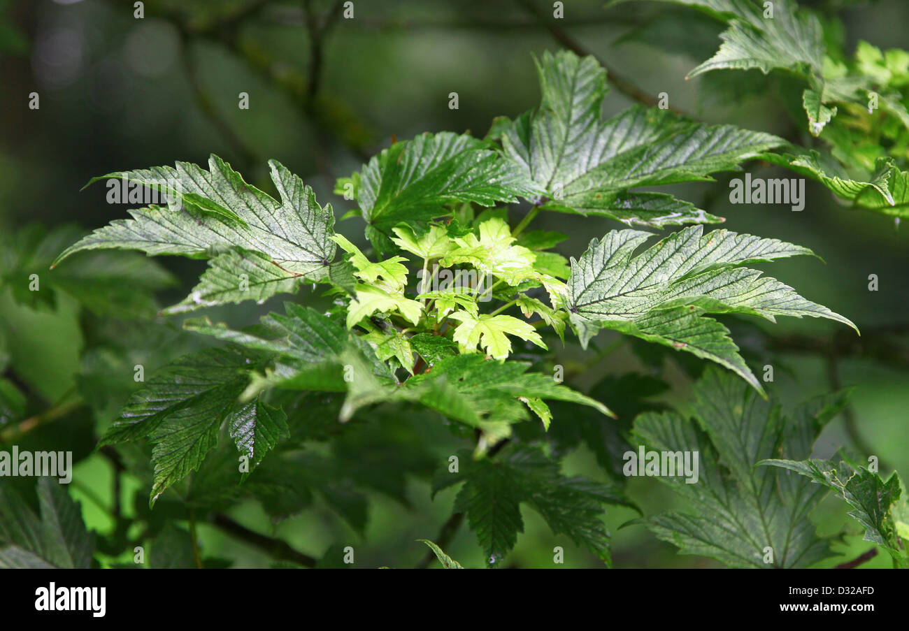 Die blassgrünen neue Blätter in der Mitte der älteren dunkler grünen Blättern von Acer Pseudoplatanus 'Brilliantissimum' Stockfoto