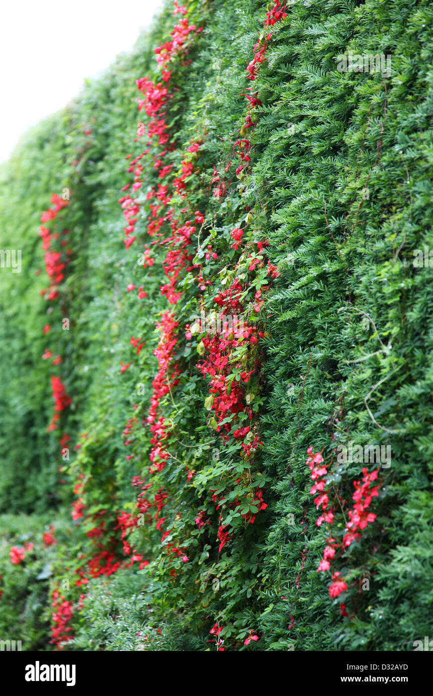Eine rote Tropaeolum Speciosum Kletterpflanze wächst durch eine