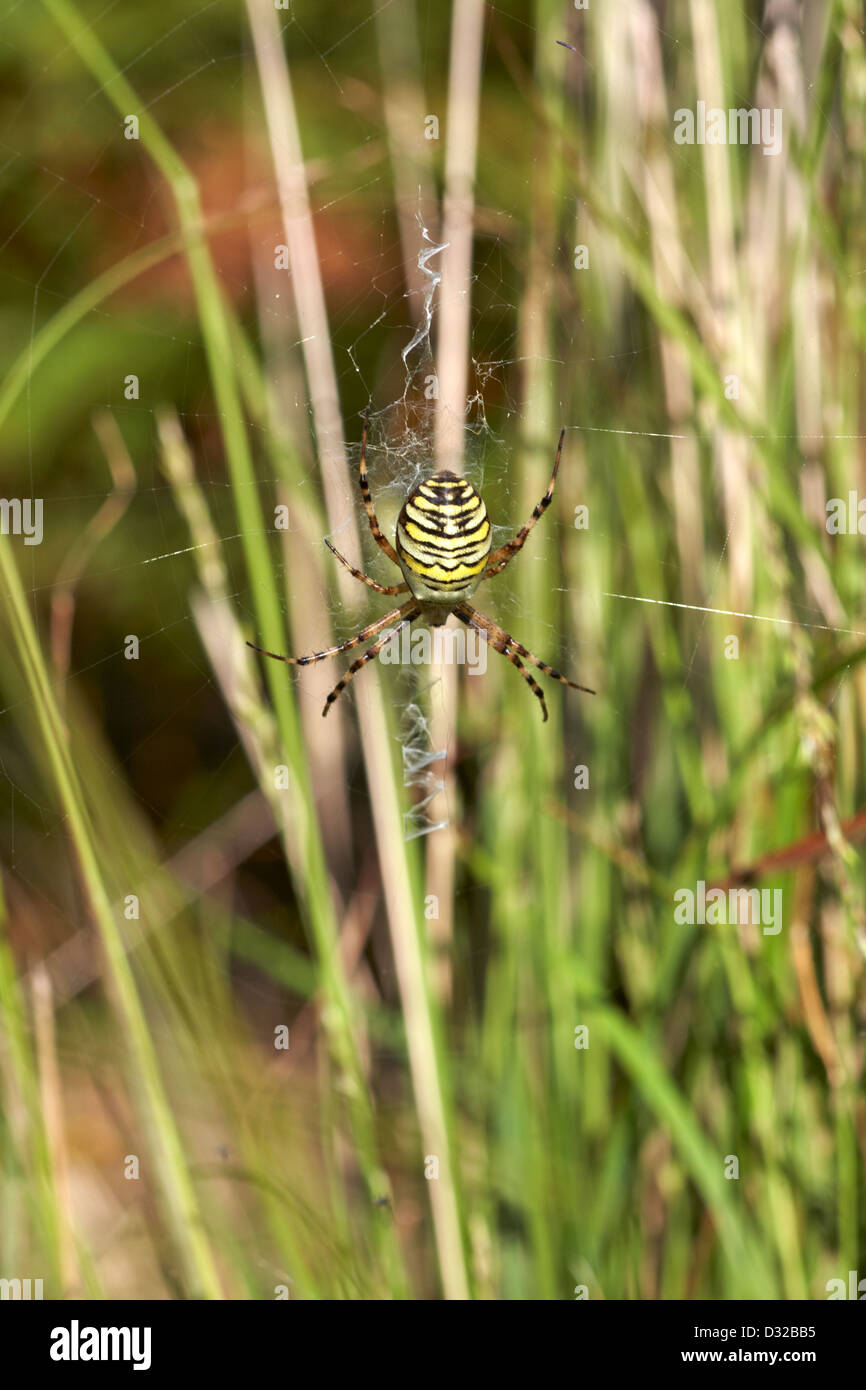 Wasp Spider Argiope Bruennichi mit Web in Dorset im August Stockfoto