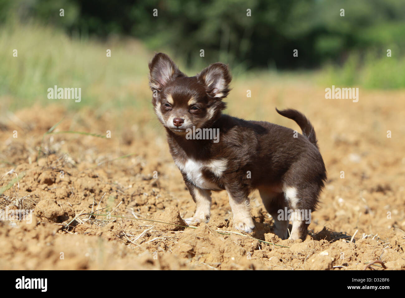 Chihuahua Langhaar Welpen
